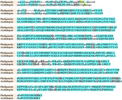 The Effects of Herbicides Targeting Aromatic and Branched Chain Amino Acid Biosynthesis Support the Presence of Functional Pathways in Broomrape